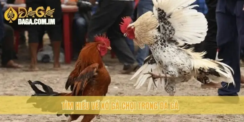 Xổ gà chọi đúng cách: Chuyên gia gà chọi Daga hướng dẫn 1 Tìm hiểu về xổ gà chọi trong đá gà